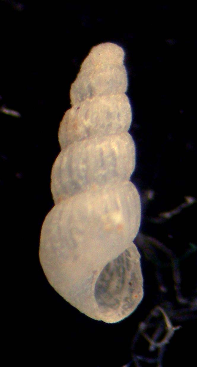 chrysallida umago 1